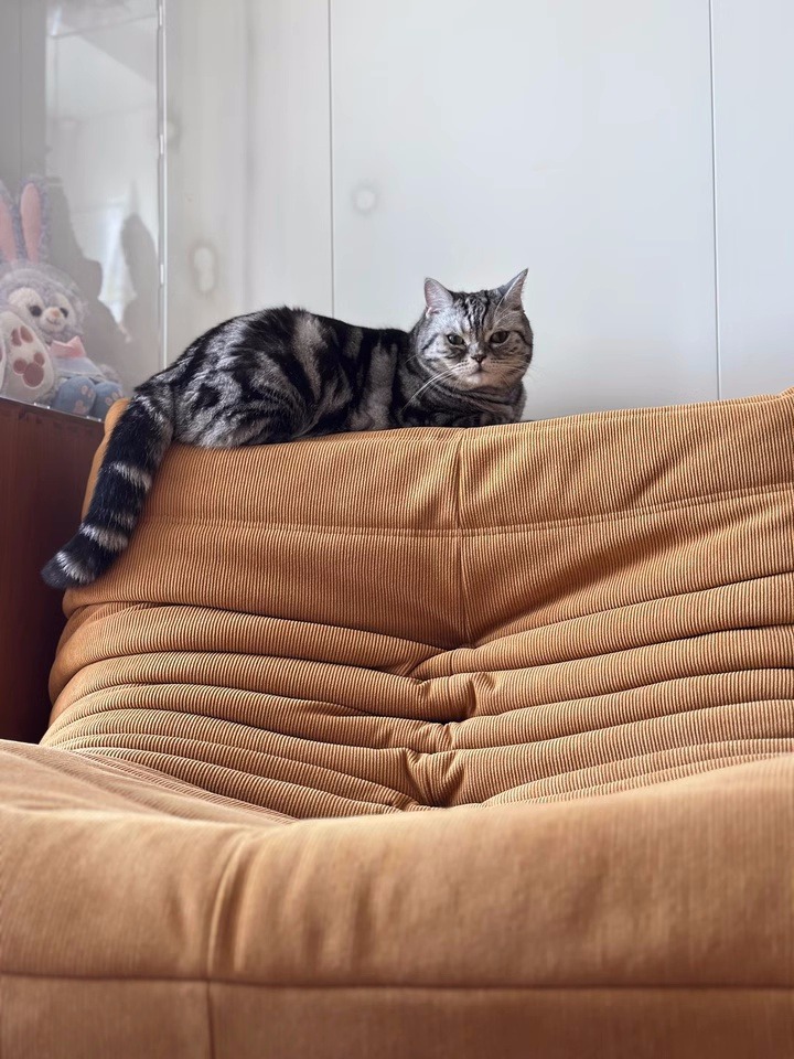 Fauteuil – OLSO - vue 9